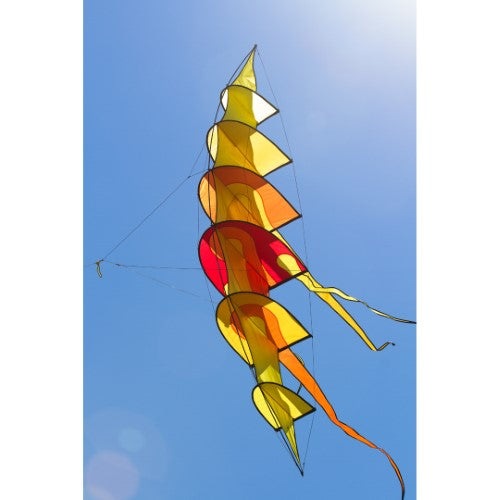Hoffmann's Bowkite "Sunrise"