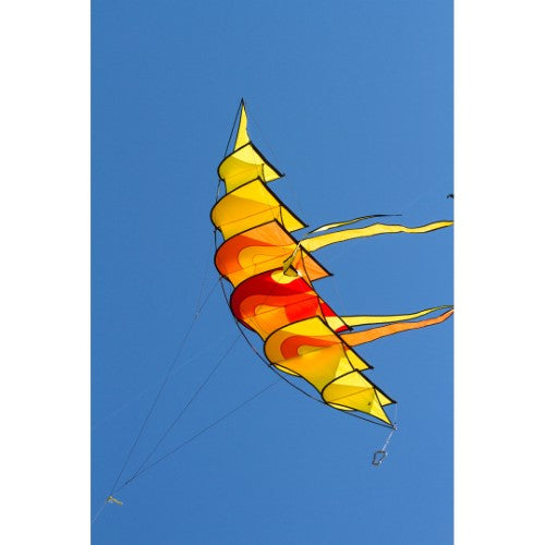 Hoffmann's Bowkite "Sunrise"