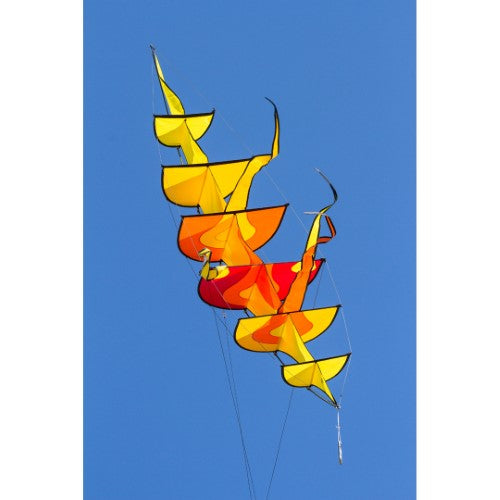 Hoffmann's Bowkite "Sunrise"