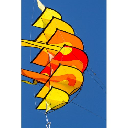 Hoffmann's Bowkite "Sunrise"